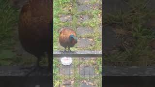 vide3 pheasant bird sopretty wildlife birdlife shorts feedshorts [upl. by Aina354]