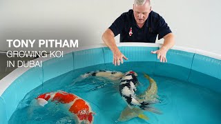 Results  Growing Koi in Dubai or Japan Koi Appreciation [upl. by Negroj]