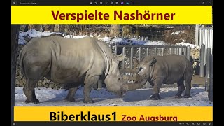 Verspielte Nashorn FamilieRhinozeros High Noon  Zoo Augsburg [upl. by Enneibaf]