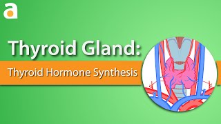 Thyroid Gland Thyroid Hormone Synthesis [upl. by Fayola]