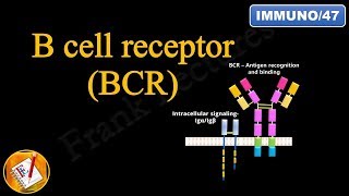 B cell Receptor BCR FLImmuno47 [upl. by Dygall]