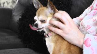 Chihuahua dog massage [upl. by Wiskind]