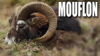 MOUFLON  I REALLY DIDNT EXPECT THIS  Big mouflon ram hunted Eng sub [upl. by Haimehen]