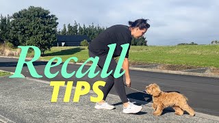 4 Easy Tips to improve your dogs COME command  Recall dog training [upl. by Nnayhs186]