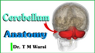 Cerebellum Anatomy l Brain l Neuroanatomy [upl. by Meunier]