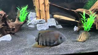 75 gallon cichlid community Mad Zach tank 3 [upl. by Yeniar]