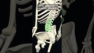 Kręgi lędźwiowe vertebrae lumbales uczymy razem shorts anatomia medycyna 3d anatomy [upl. by Aniraad690]