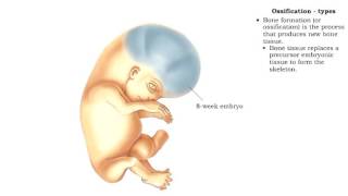 Bone formation  Ossification [upl. by Renell]