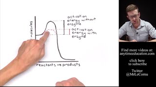 How Do Enzymes Work Activation Energy [upl. by Eevets]