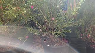 3 colours of Boronia plants [upl. by Robinetta549]