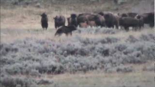 Yellowstone Grizzly and Bison [upl. by Treblih]