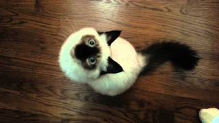 Birman Kitten Wants Attention [upl. by Harat]