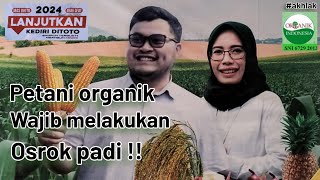 Petani organik wajib melakukan osrok padi [upl. by Yllac]