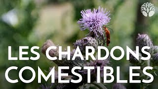 Les chardons sont comestibles [upl. by Izogn]