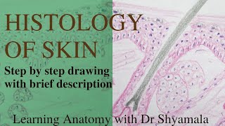 Histology of Skin Step by step guide with brief description [upl. by Eahsal]