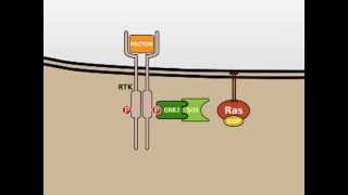 The MAP Kinase MAPK signalling pathway [upl. by Yolande]