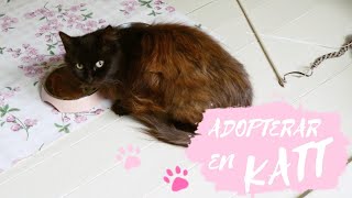 ADOPTERAR EN 8ÅRiG SVART KATT [upl. by Barta]