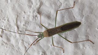 Rice Seed bugs A pest  Leptocorisa species [upl. by Annawot]