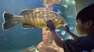 Zoo Antwerpen Aquarium Belgium 2021  Part 2 Antwerp Zoo Aquarium [upl. by Stulin6]