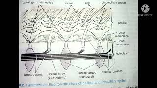 Pellicle of Paramecium Paramecium Part 2what is pellicle [upl. by Asilenna188]