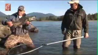 Sturgeon Fishing Fraser River Andy Weyel fischt auf Stör [upl. by Pip274]