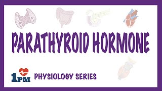 Parathyroid Hormone PTH  Endocrinology [upl. by Eiloj801]