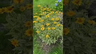 Гелиопсис подсолнечниковидный Heliopsis helianthoides Loraine Sunshine [upl. by Dan937]