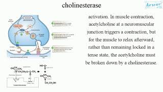 cholinesterase [upl. by Tuinenga]