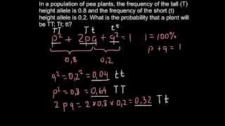 How to use HardyWeinberg formula in order to solve genetics problems [upl. by Crescen]