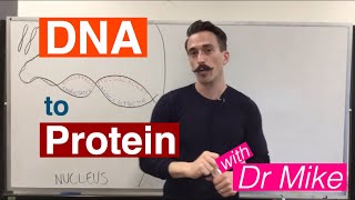 DNA Transcription and Translation  DNA to Protein [upl. by Pedersen]