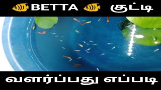 1 day to 1month betta fish growth in tamil [upl. by Beka33]