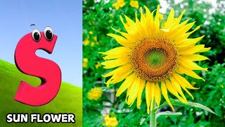 Flowers ABC Song for Kids  Phonics for Kids  Alphabet Letters  Nursery Rhymes [upl. by Onilatac]