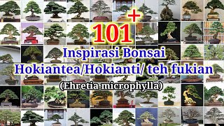 INSPIRASI BONSAI HOKIANTEA TERBAIK [upl. by Ramad320]