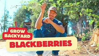 How to Grow blackberries [upl. by Sirtemed586]