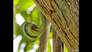 Snake eats baby bird [upl. by Hinch]