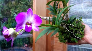 ОРХИДЕЯ  КОКЕДАМА KOKEDAMA ORCHID отличная система для выращивания Цветение и мой уход [upl. by Michelsen659]