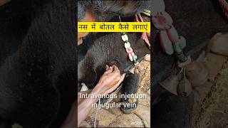 Intravenous injection in jugular vein trendiVendyyaduwanshiMRINDIANHACKERDrManojDasjaipur [upl. by Namolos]