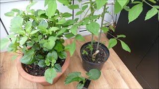 Rapid Growth On My Tree Dahlia And Giant Calla Lily With Time Lapse [upl. by Hedda]