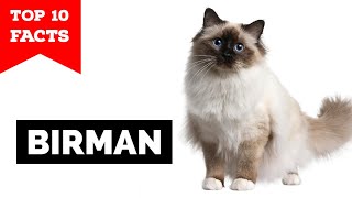 Birman Cat  TOP 10 FACTS [upl. by Iren446]