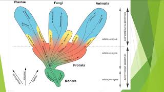 3  Classification des champignons et nomenclature [upl. by Mainis]