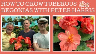 How to grow amp propagate Tuberous Begonias with expert Peter Harris [upl. by Colville253]