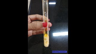 Test for bromide ion Inorganic chemistry Salt Analysis experiment BSc chemistry SGKmistry [upl. by Vernier812]