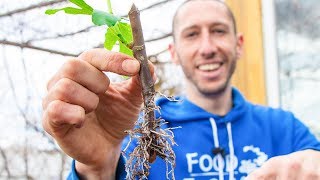 How to Grow a Fig Tree from a Cutting  Propagate Figs for your Garden [upl. by Masterson]