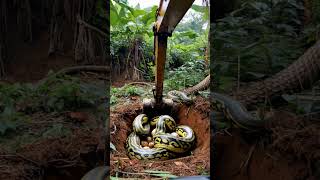 The excavator dug the foundation and found a python nest incubating eggspythons wildlife anime [upl. by Nywg]