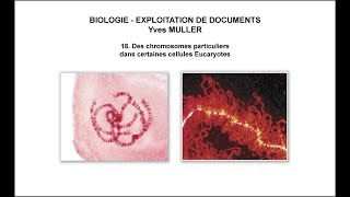 18 Des chromosomes particuliers dans certaines cellules Eucaryotes [upl. by Rofotsirk]