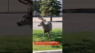 Mule Deer lethbridge wildanimalwatching [upl. by Eyoj]