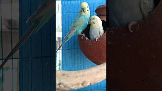 A bonded pair of Rainbow spangle budgies ❤️✨budgiesloversbirdsloverytshortssongspetswithritik [upl. by Asoramla]