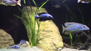 Malawi cichlid Taeniolethrinops Furcicauda vs Fossorochromis Rostratus [upl. by Ainatit]