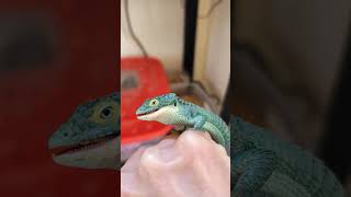 Actualización y alimentación abronia abronia mexicanalligatorlizard lagarto reptiles exotic [upl. by Atiuqam]