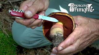 Conoscere i Funghi Boletus erythropus  COMMESTIBILE [upl. by Ahsiekin]